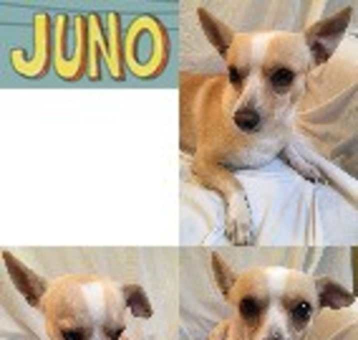 Photo of JUNO