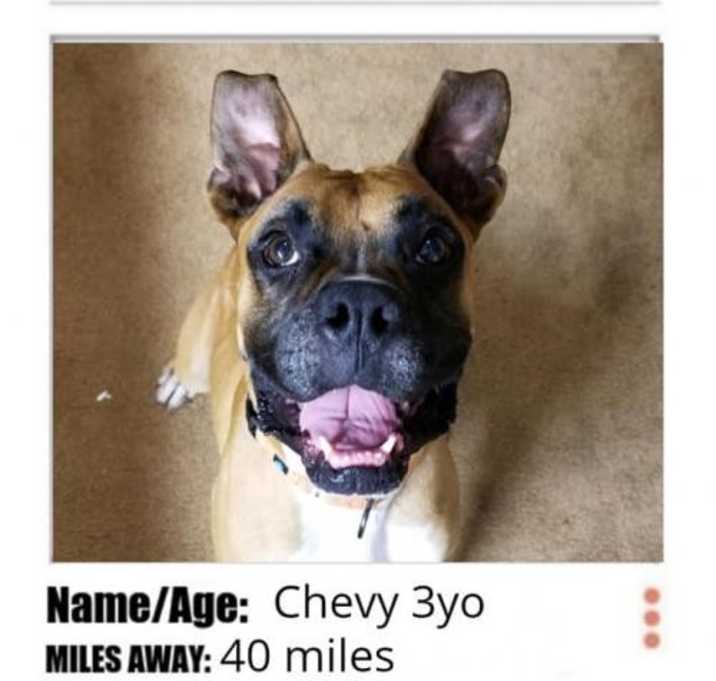 Photo of Chevy *Behavioral Hold*