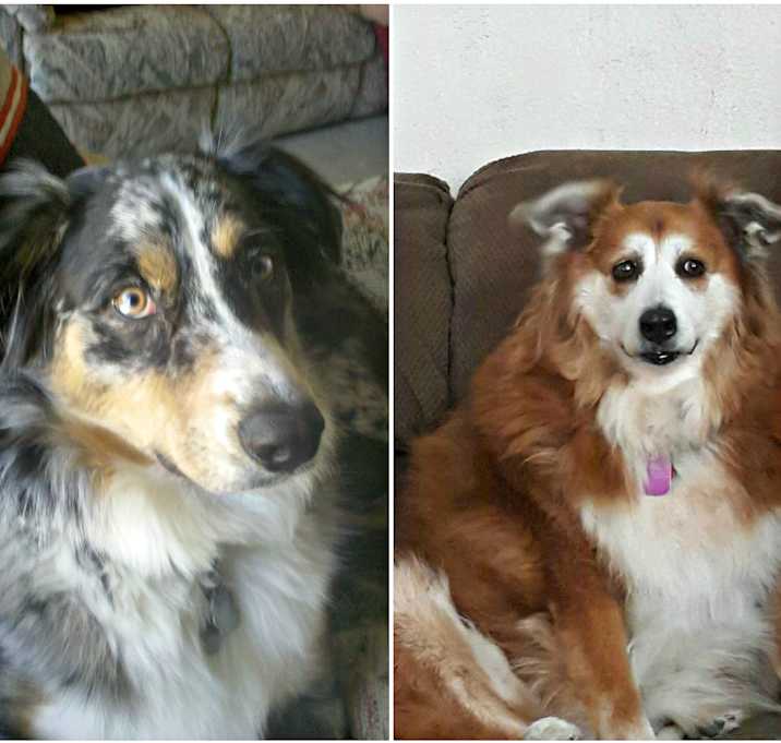 Photo of Echo & Tala