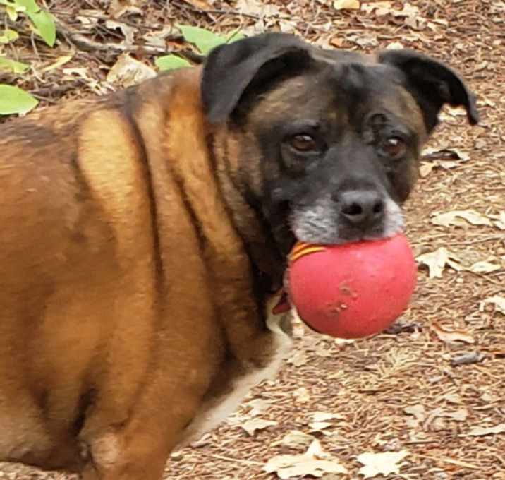Photo of Mickey comes with dna test