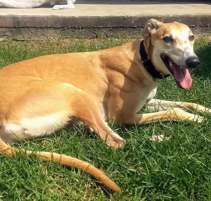 Photo of Canaan Mango aka Mango