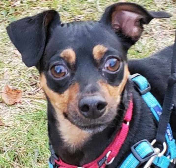 Photo of Blaze *LOCAL*