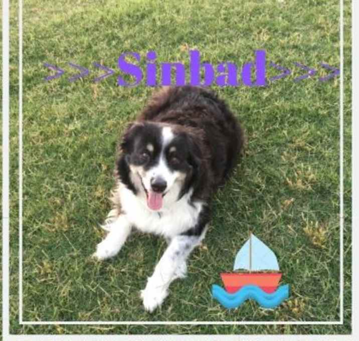 Photo of *Sinbad