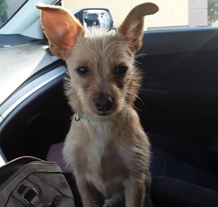 Photo of Theo Potato