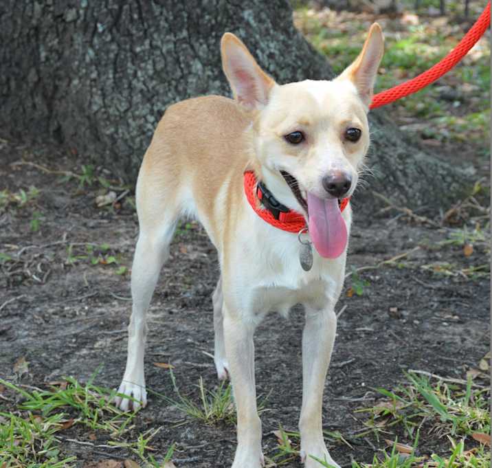 Photo of Cream Cheese