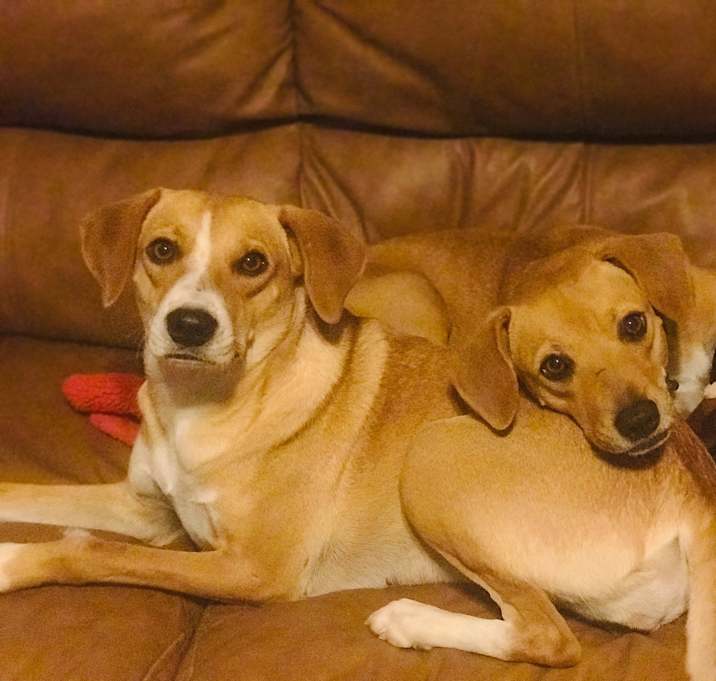 Photo of Lexus and Cayenne-BONDED PAIR