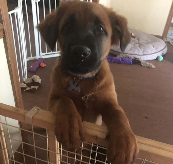 Photo of Shadow and Athena