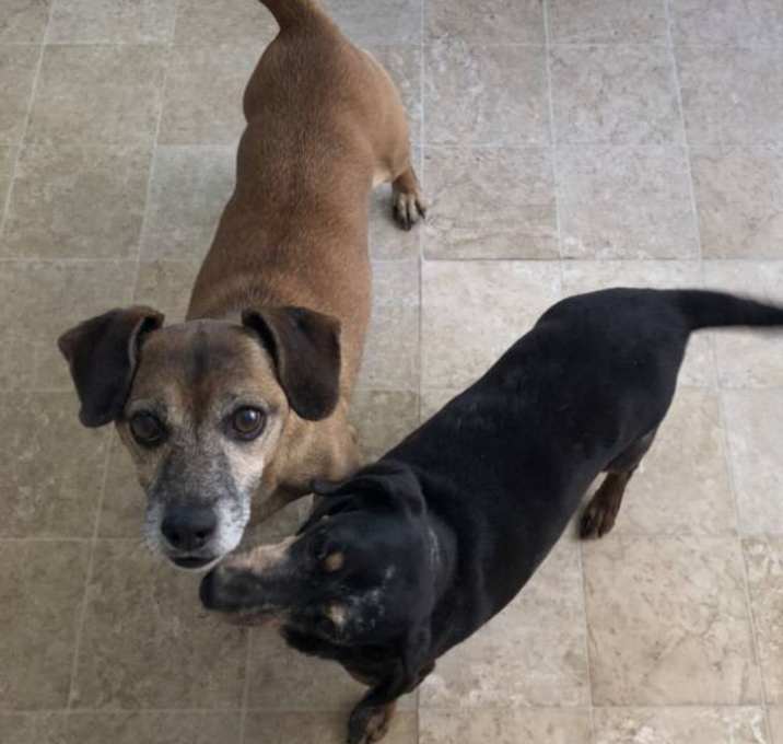 Photo of Dachshund Mix pals
