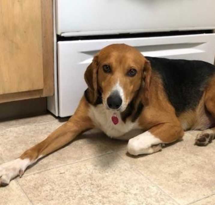 Photo of Dusty Great Companion Doggie Social