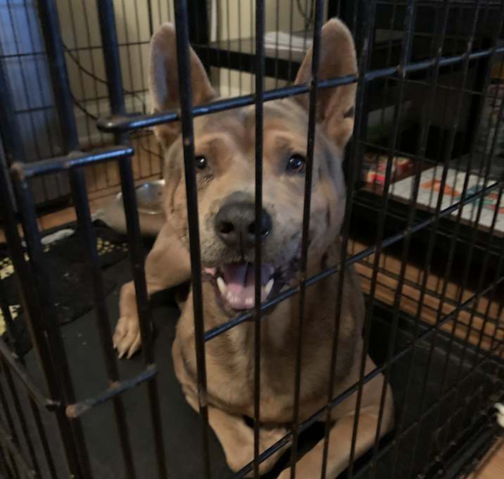 Photo of Sir Waggington 