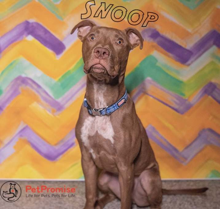 Photo of Snoop~Professionally Trained~