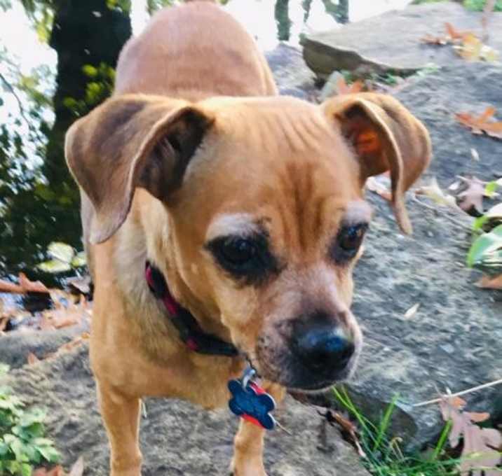 Photo of Mamie *Medical Adoption