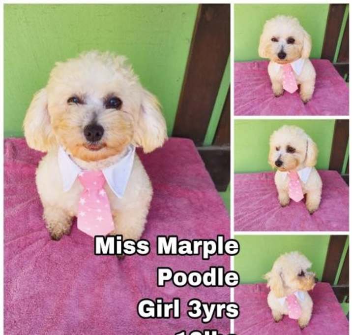 Photo of Miss Marple from Korea