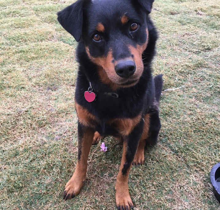 Photo of Charlie/Zena