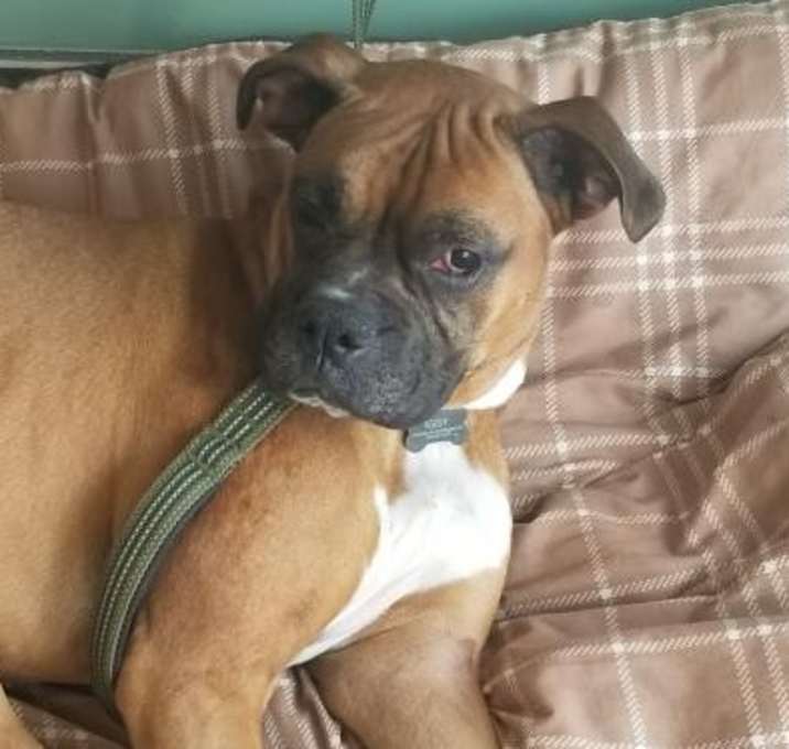 Photo of Iggy *Training Hold*