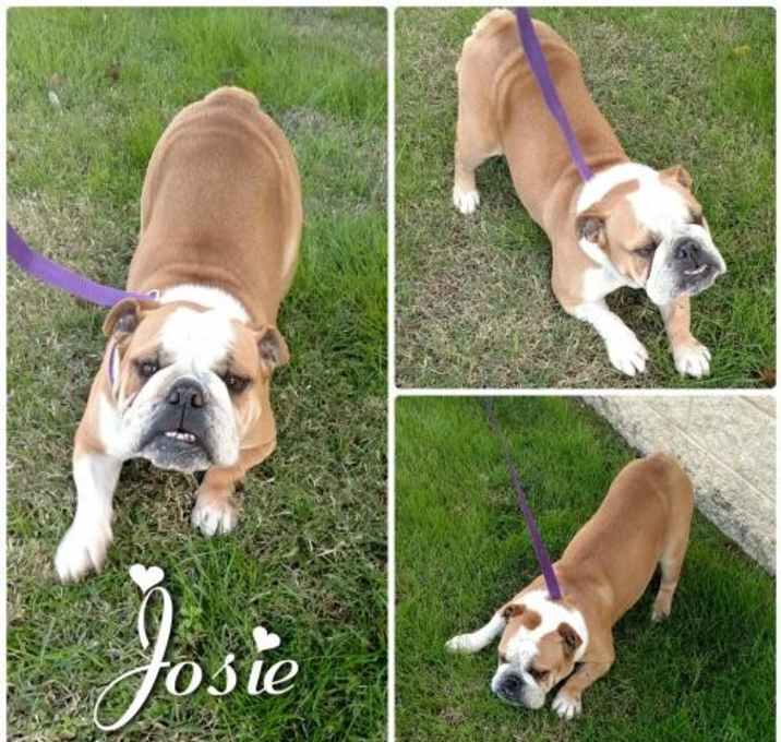 Photo of Josie