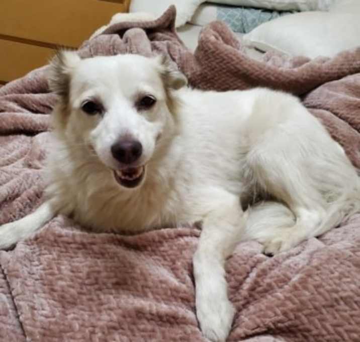 Photo of Pebbles of West Covina Ca