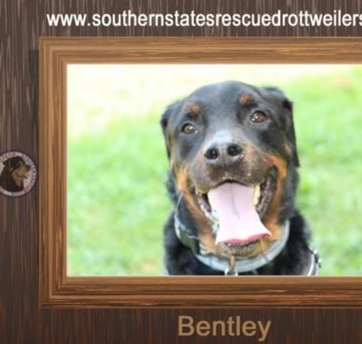 Photo of Bentley