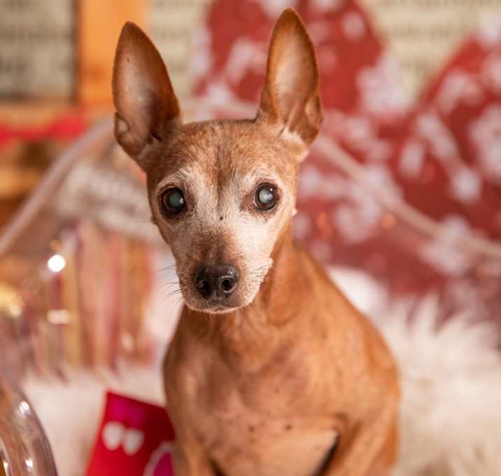 Photo of Alexa (Lexie)