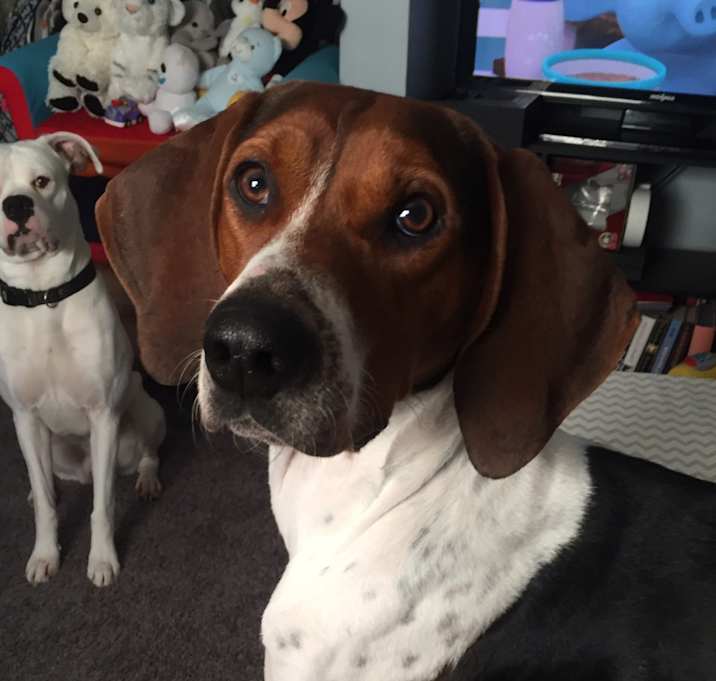 Photo of Copper Nickel 