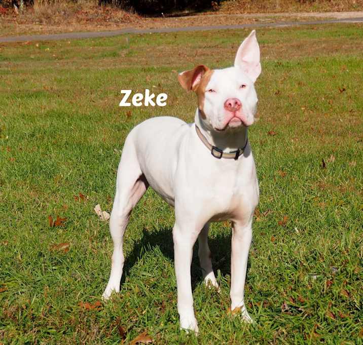 Photo of Zeke