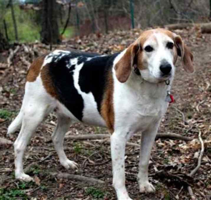 Photo of ANNIE-FOSTER NEEDED