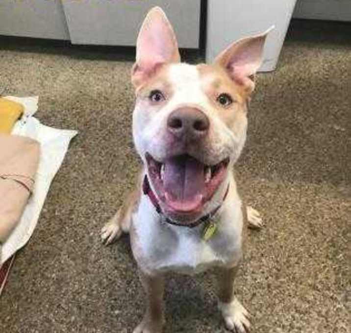 Photo of Dexter - Stray