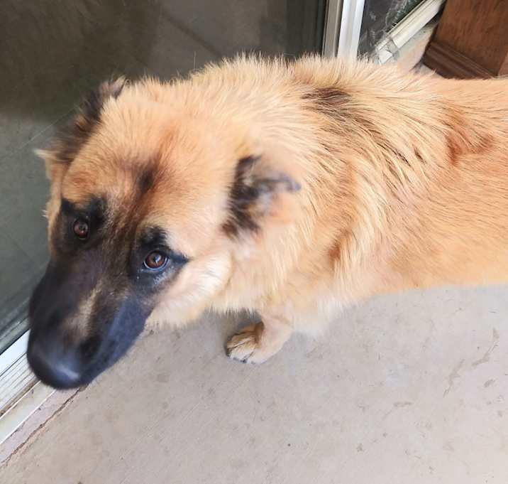 Photo of Wolf and Fleetfoot