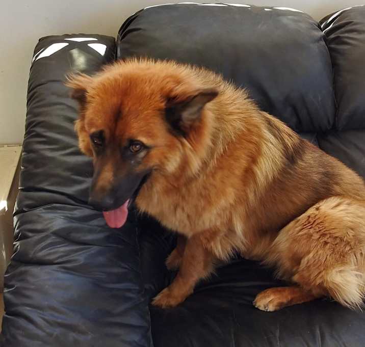 Photo of Wolf and Fleetfoot