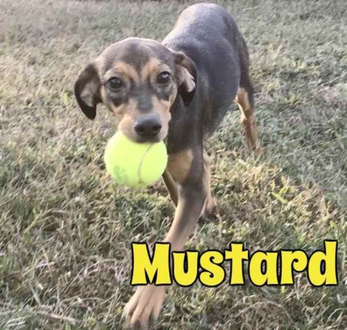 Photo of Mustard in Texarkana, TX