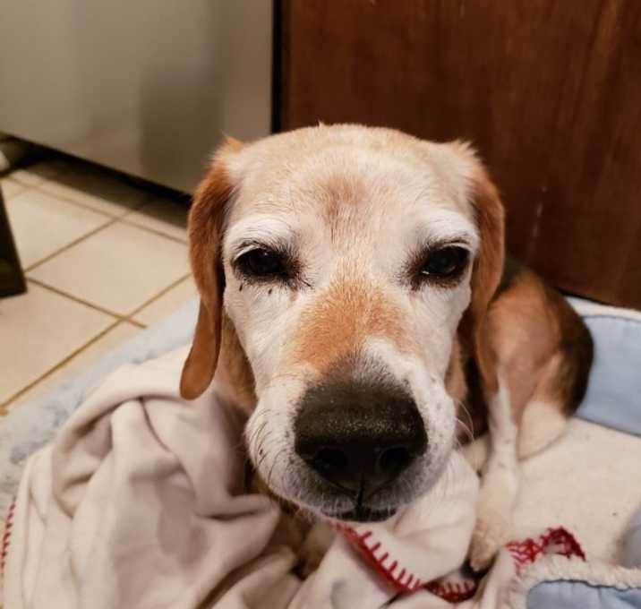 Photo of Indy: cute boy! (NJ)