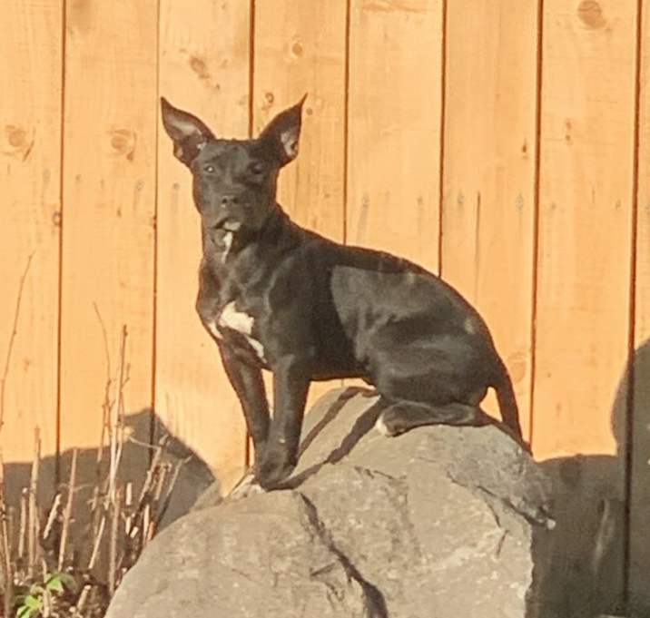 Photo of Zoey-Marley-Cholo 