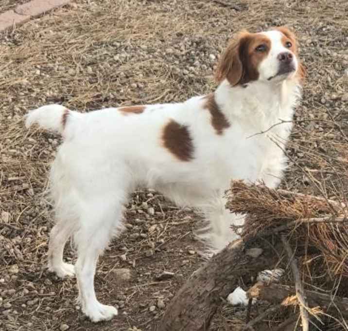 Photo of WA/ID Caramel