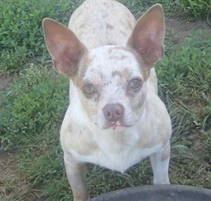 Photo of GATSBY/SANCTUARY DOG