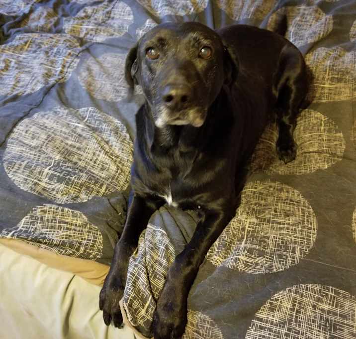 Photo of Lucky and Molly 