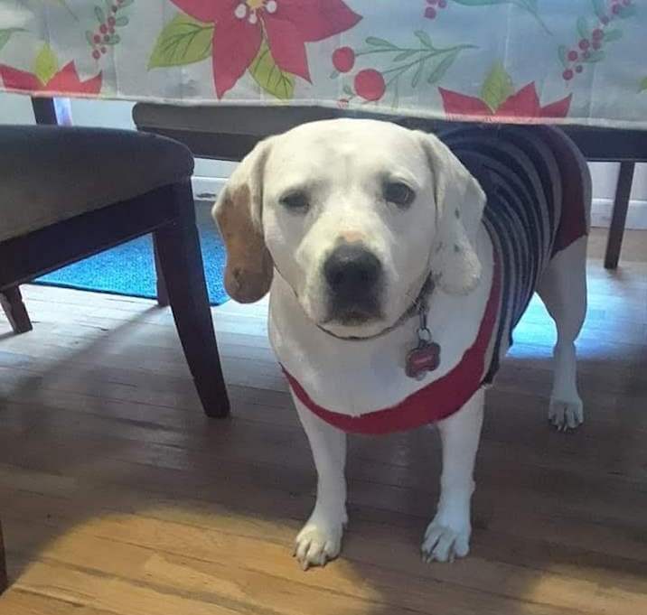 Photo of Cookie (Wiggles)