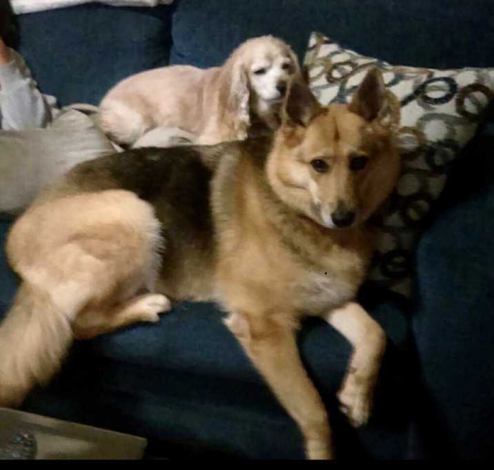 Photo of Polo and Alaska