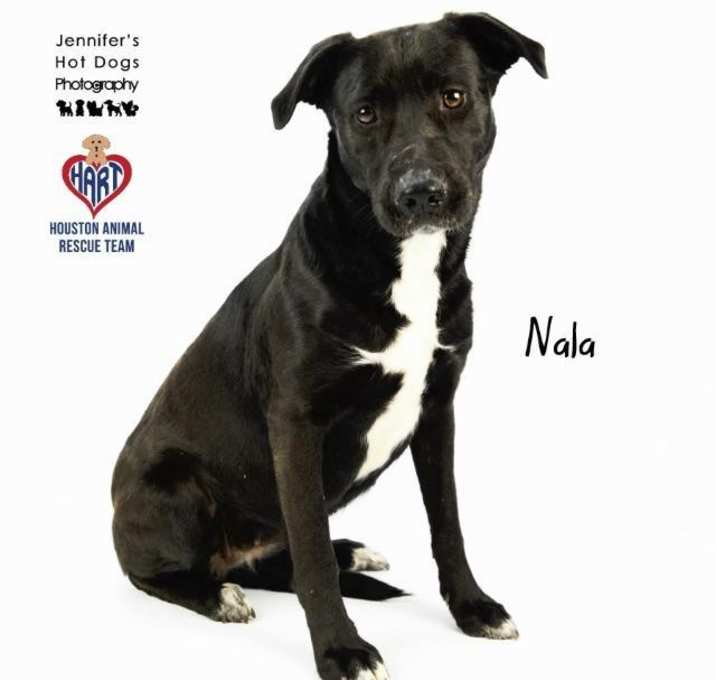 Photo of Nala