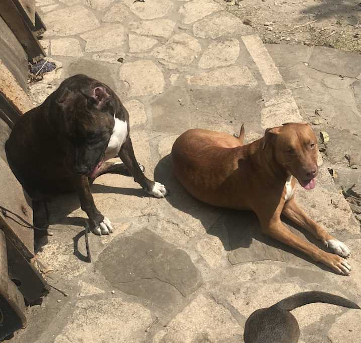 Photo of Honey and Bear