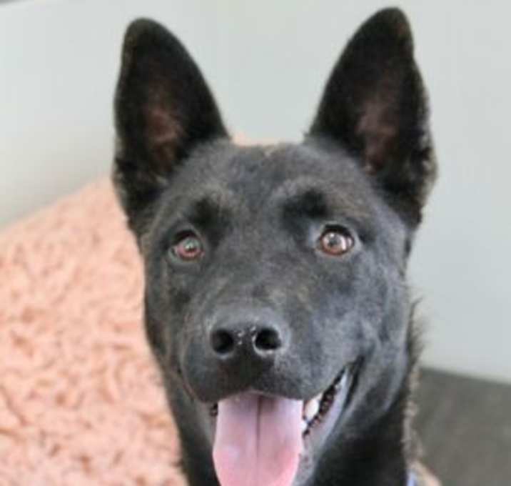 Photo of BEAR - nice, handsome puppy