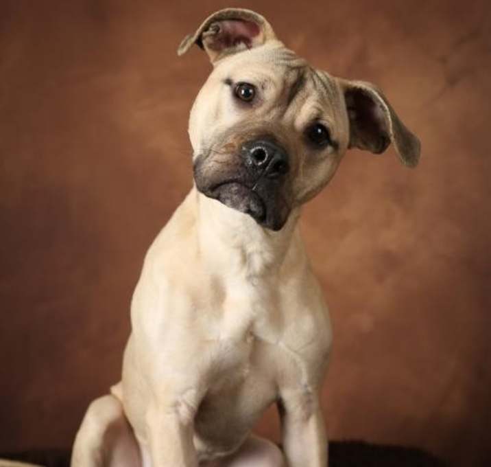 Photo of Rosco - ADOPTION PENDING