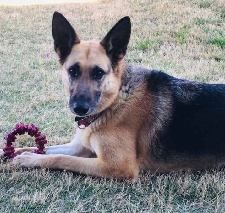 Photo of Britain (Brit)