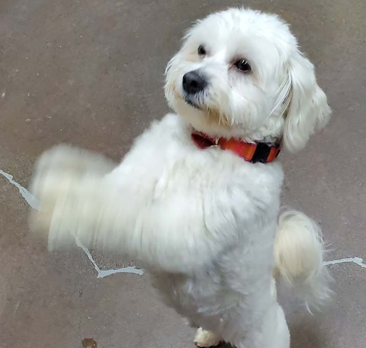 Photo of "Remi" the dancing Poodle mix