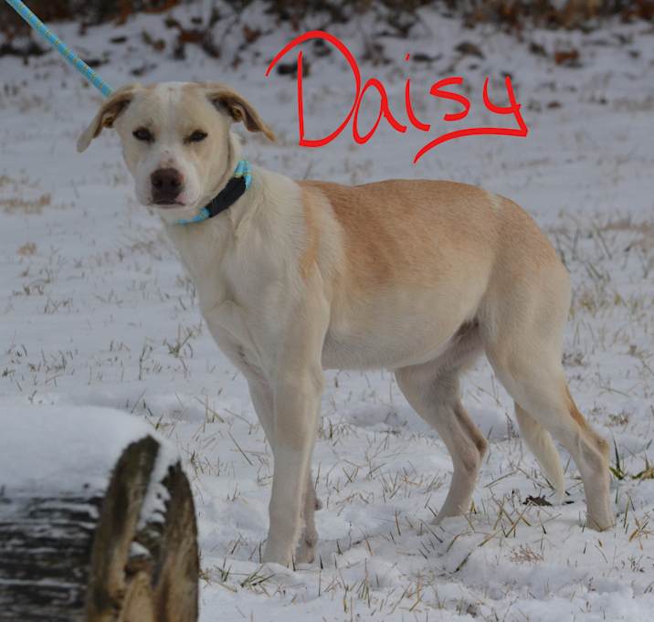 Photo of Daisy