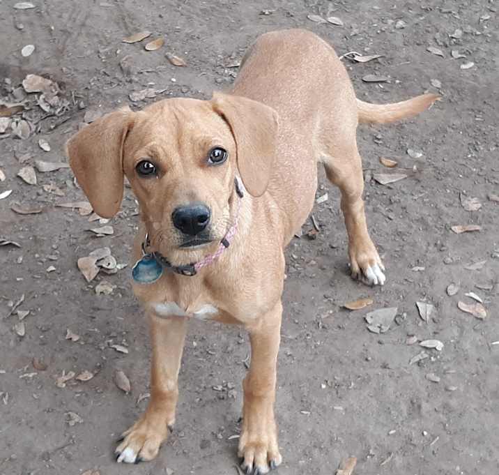 Photo of Butterscotch in TEXAS