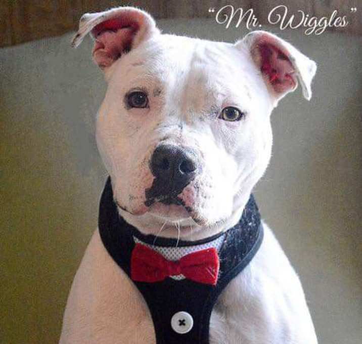 Photo of Mr. Wiggles