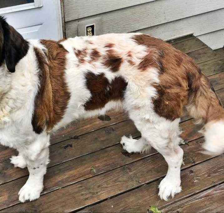 Photo of Jackson aka Jacks