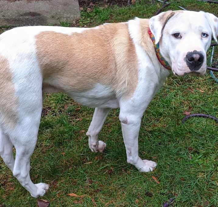 Photo of D'Argo (Dargo)