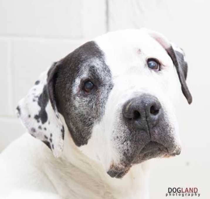Photo of Bdog (in foster)