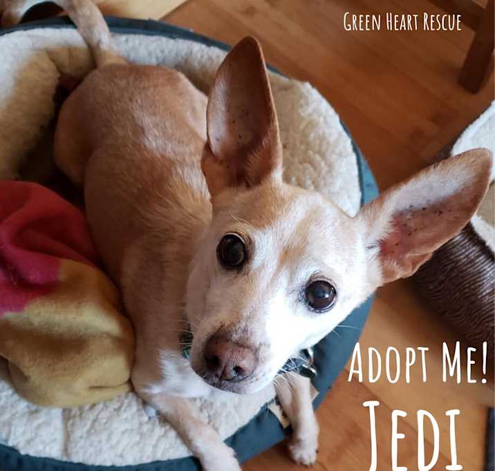 Photo of Jedi